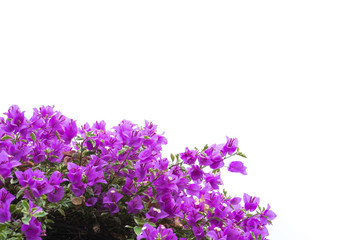 Pink blooming bougainvilleas isolate on white background.