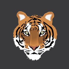 Vector illustration of Tiger Head on Gray Background