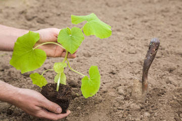 Man's hand holding and planting pumpkin plant in the ground. Preparations for the garden season in spring.