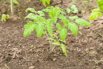 Tomato plant growing in the ground in the greenhouse. Early spring preparations for the garden season.