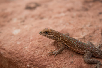 Red Rock Lizard