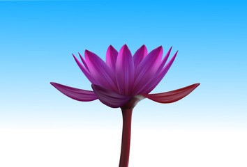 Fototapeta premium lotus flower