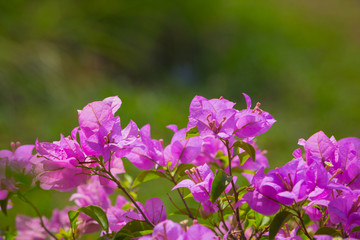 Obraz premium pink bougainvillea flowers against the blue sky background.