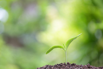 Growing sprout
