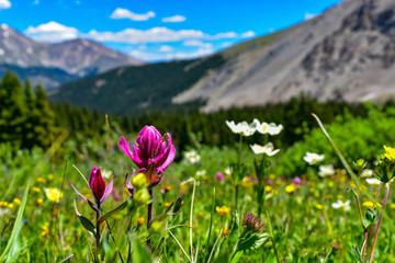 Obraz premium Colorado Wild Flowers