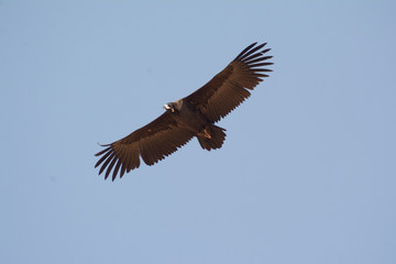 Fototapeta na wymiar Cinereous Vulture (Aegypius monachus 