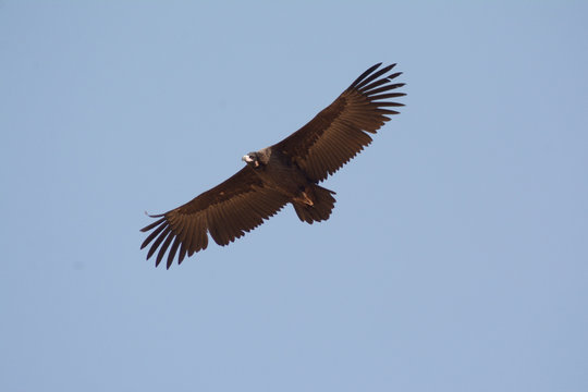 Cinereous Vulture (Aegypius monachus 