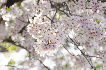 宮島の桜
