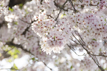 宮島の桜
