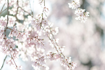 宮島の桜  