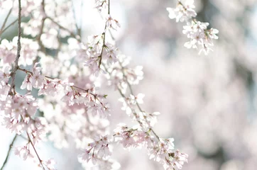 Tableaux ronds sur aluminium brossé Fleur de cerisier 宮島の桜  
