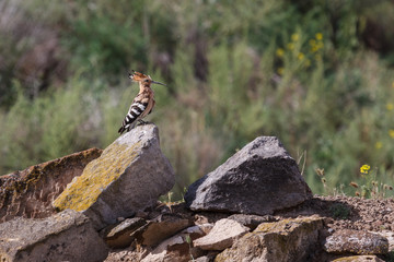 Exotic bird sitting on the ruins of the early medieval city Dvin, Armenia