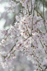 宮島の桜
