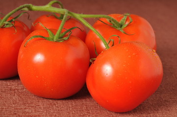 bunch of tomatoes