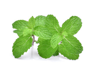 fresh mint leaf isolated on white background
