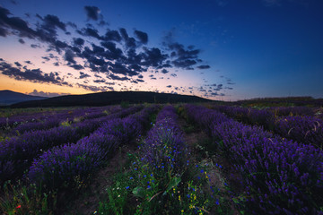  Lavender field at sunset