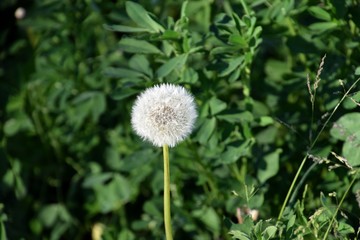 Pusteblume auf der Insel Reichenau in Deutschland