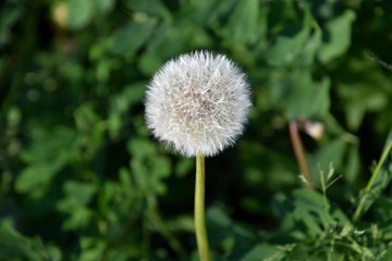 Taraxacum Ruderalia veblüht mit Flugschirmen auf einer Wiese stehend, Pusteblume in voller Pracht...