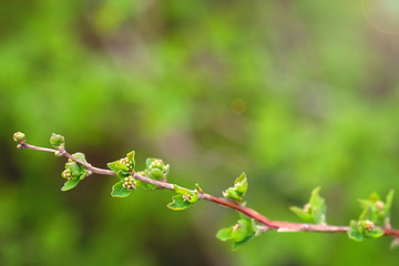 Young branches with leaves of the first sprout on the branch of a tree. Background.