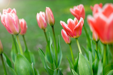 Background flowers tulips. Tulips in the spring.