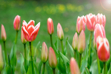 Background flowers tulips. Tulips in the spring.