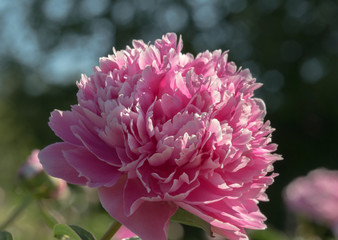 Pink Peony