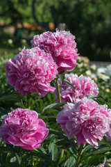 Pink Peony Flowers