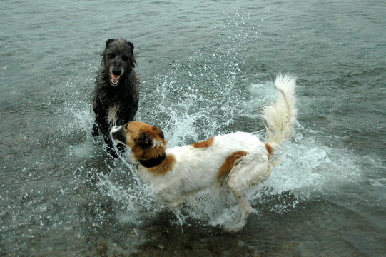 Scottish Deerhound and Borzoi plays in the water.