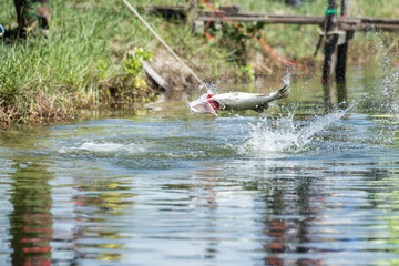 Fototapeta premium explosive strikes on lures of the barramundi