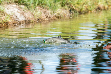 explosive strikes on lures of the barramundi