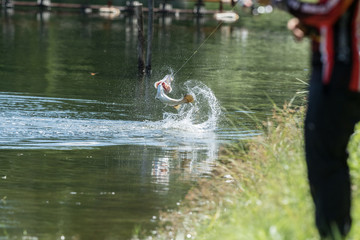 Barramundi jumps into the air when it is hooked by angler © wonderisland