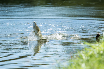 Fototapeta premium Barramundi jumps into the air when it is hooked by a fisherman fishing
