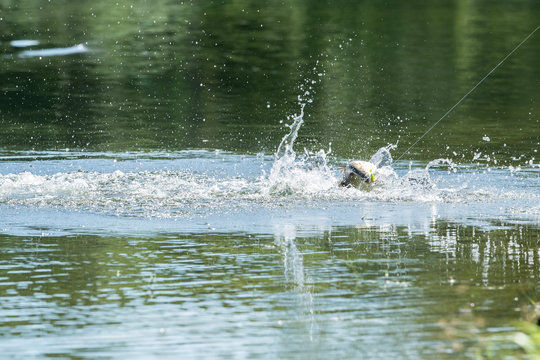 explosive strikes on lures of the barramundi