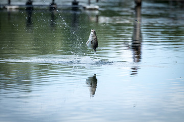  Barramundi jumps into the air when it is hooked by a  fisherman fishing