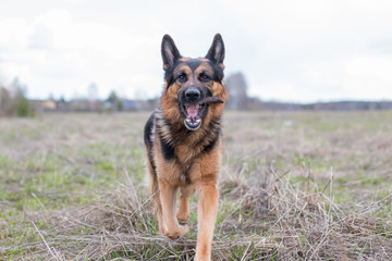 German shepherd dog in sunny day