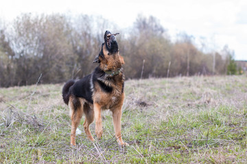 German shepherd dog in sunny day