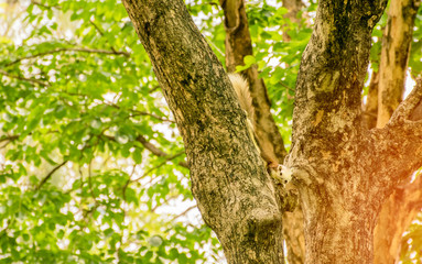 lovely squirrel on the tree