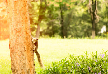 lovely squirrel on the tree
