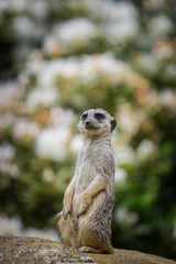 suricate
