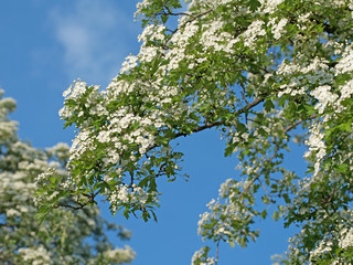 Blühender Weißdorn, Crataegus