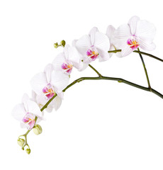 Naklejka na ściany i meble branch of white orchids