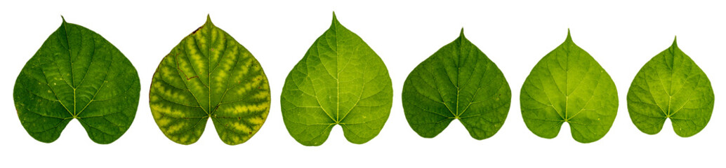 Fototapeta premium Tinospora crispa, Green leaf on white