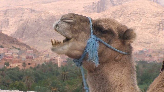 Camel in landscape