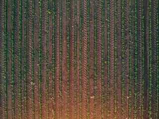 Aerial view of soybean field, drone pov top view