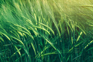 Green wheat cereal crops growing in cultivated field
