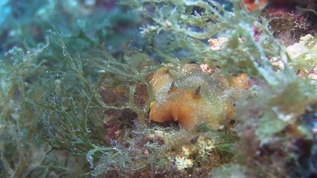 Costa Brava, diving the Mediterranean sea, Nudibranch, Spain