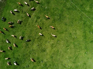 Selbstklebende Fototapete Grün Aerial view of cows herd grazing on pasture