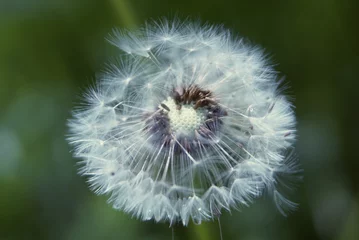 Foto auf Leinwand white dandelion close © taraskobryn