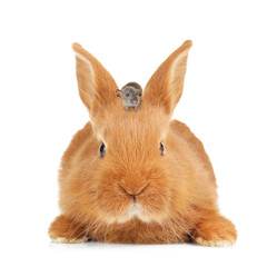 Cute funny rabbit on white background