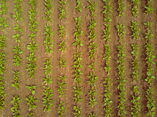 Rows of sugar beet plantation viewed from drone
